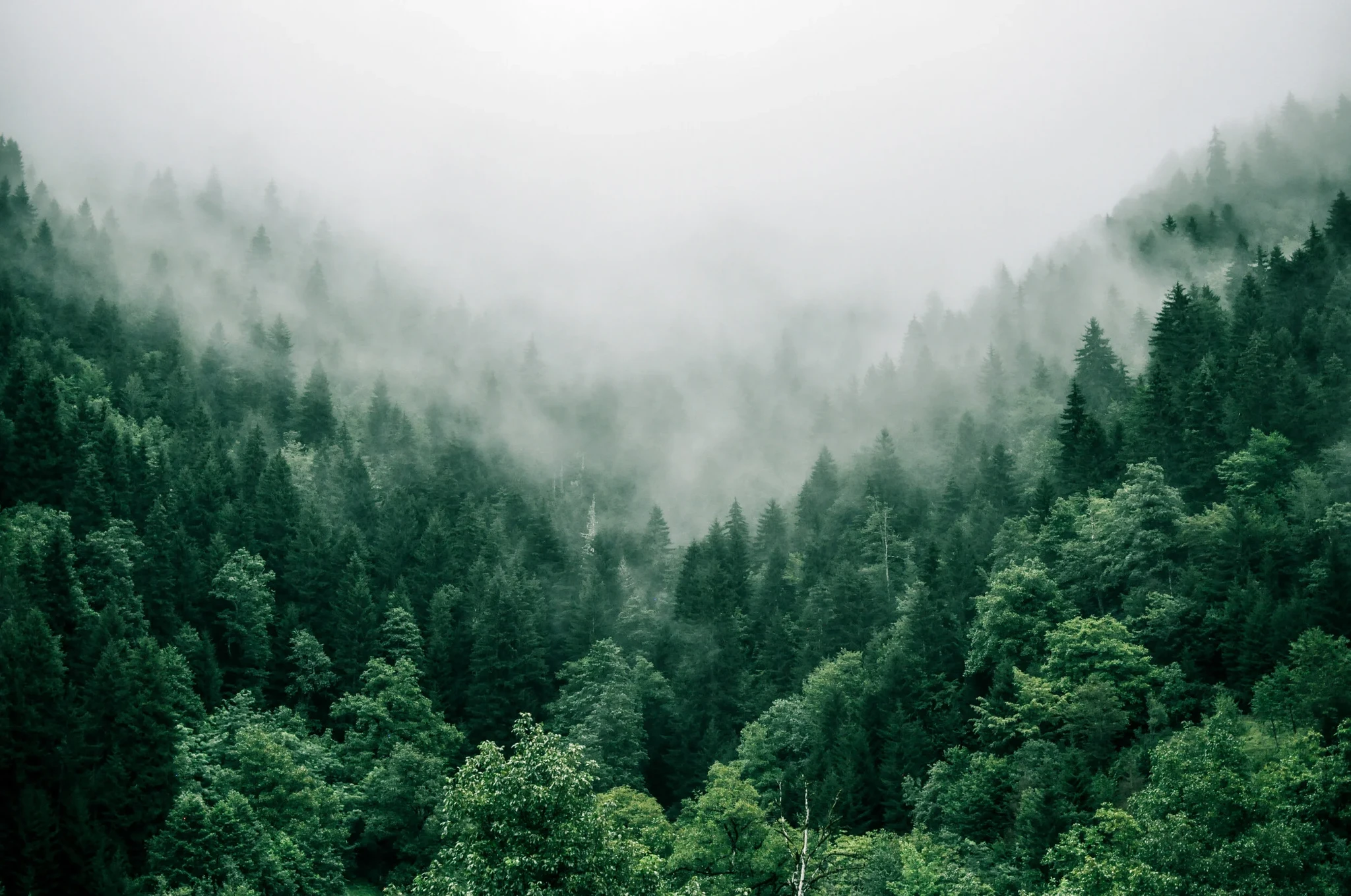 ReLeaf Tree Planting Initiative